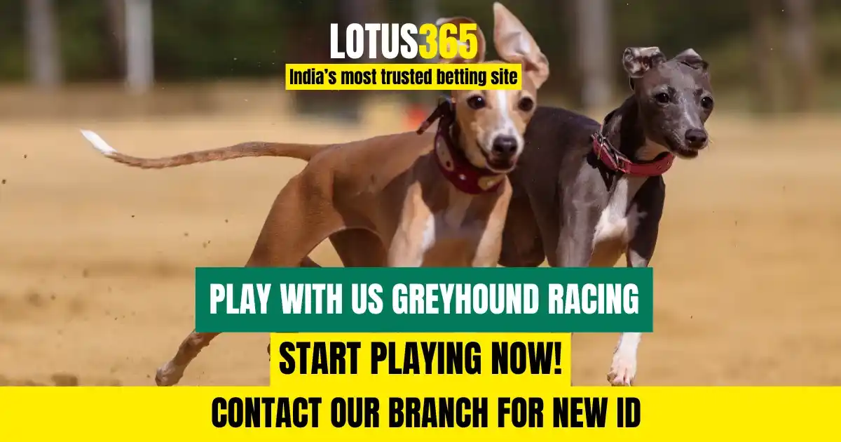 How to Bet on Greyhound Racing